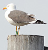 ad LBBG in Januari-April, ringed in the Netherlands. (80911 bytes)